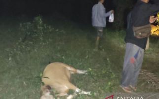 2 Harimau Menyerang Sapi Milik Warga di Mukomuko - JPNN.com