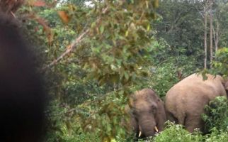 Gajah Liar Kerap Merusak Tanaman Petani, BKSDA Diminta Bertindak - JPNN.com