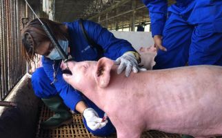 Kementan Sebut Singapura Siap Buka Impor Karkas Babi dari Pulau Bulan - JPNN.com