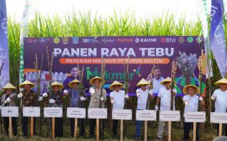 Berhasil Terapkan Program Agrosolution, Pupuk Kaltim Panen Raya Tebu di Sleman - JPNN.com