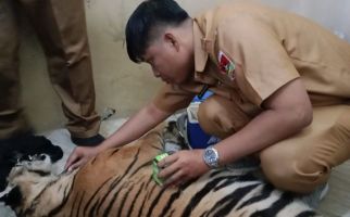 Harimau Sumatra yang Terjerat di Kebun Warga tak Terselamatkan - JPNN.com