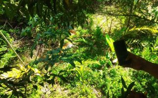 Harimau Sumatra Terjerat di Kebun Warga - JPNN.com
