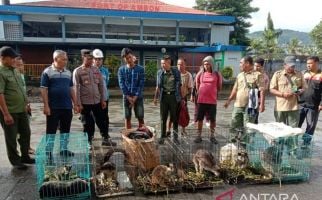 Polisi Menetapkan TKBM Asal Jayapura jadi Tersangka Penyelundupan Kanguru Pohon - JPNN.com