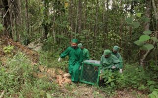 BCA Kembali Berpartisipasi dalam Pelepasliaran 5 Orang utan di Kalimantan - JPNN.com