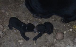 2 Bayi Beruang Madu Menambah Koleksi Taman Satwa Lembah Hijau - JPNN.com