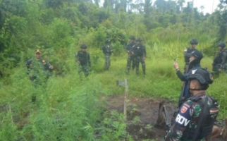 Satgas Pamtas Yonif 725/WRG Menemukan Ladang Ganja di Boven Digoel Papua Selatan - JPNN.com