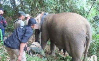 Rumah Warga di Lampung Barat Dirusak Kawanan Gajah Liar - JPNN.com