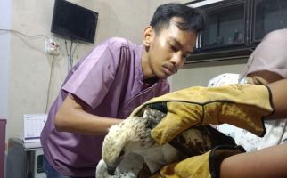 Panca Serahkan 1 Ekor Elang Brontok ke BKSDA Sumbar - JPNN.com