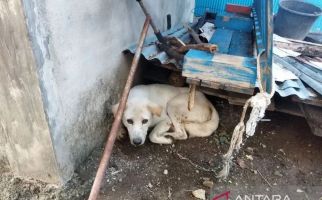 Seorang Bocah 7 Tahun di NTT Meninggal Dunia Digigit Anjing Rabies - JPNN.com