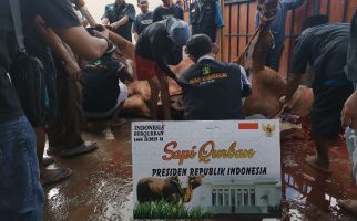 Sapi Kurban dari Jokowi Disembelih di Desa Ombe Lombok Barat, Awalnya Dikira Hoaks - JPNN.com