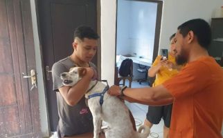 Korban Gigitan Anjing Rabies di Ambon Mencapai 448 Orang, Lima Meninggal Dunia - JPNN.com