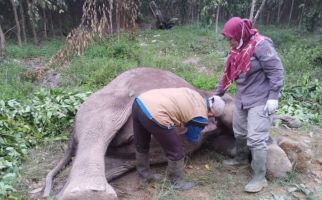 Gajah Mati Diduga Diracun, BKSDA Riau Lakukan Investigasi - JPNN.com