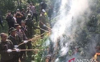 BNN Musnahkan 4,5 Hektare Ladang Ganja di Aceh Utara - JPNN.com