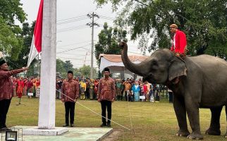 Luar Biasa! Gajah Jadi Pengibar Bendera Merah Putih di Riau, Lihat - JPNN.com