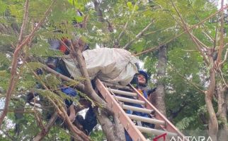 Memanjat Pohon Petai, Pria di Bogor Tewas Tersengat Listrik - JPNN.com