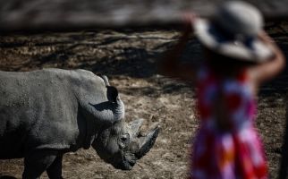 Badak Mengamuk di Kebun Binatang, Satu Penjaga Terbunuh - JPNN.com