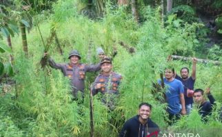 Polisi Temukan Ladang Ganja 5 Hektare di Aceh Utara - JPNN.com