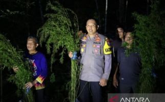 Polisi Buru Pemilik Ladang Ganja 5 Hektare di Madina - JPNN.com