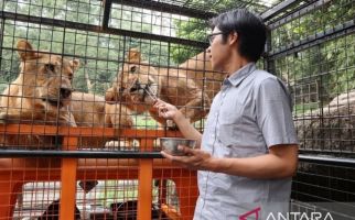 Ada Diskon Khusus Hari Pahlawan di Taman Safari Bogor - JPNN.com