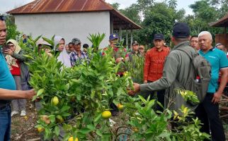 Ini Upaya Ditjen Hortikultura Tingkatkan Daya Saing Jeruk Indonesia di Pasar Global - JPNN.com