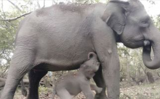 Seekor Anak Gajah Sumatra Lahir dalam Kondisi Sehat di Taman Nasional Way Kambas - JPNN.com