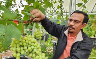 Kurangi Ketergantungan Impor, Anggur Lokal Siap jadi Pilihan - JPNN.com
