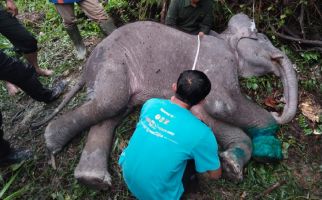 Anak Gajah Sumatra di Riau Ini Ditemukan Mati Setelah Terjerat Tali - JPNN.com