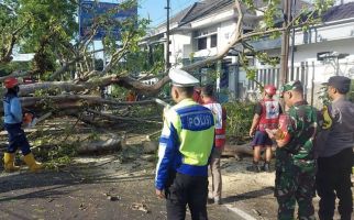 Dua Pengendara Motor di Malang Tewas Tertimpa Pohon Tumbang - JPNN.com