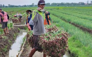 Panen Bawang Merah di Brebes, Mentan: Saya Senang Produksinya Semakin Baik - JPNN.com