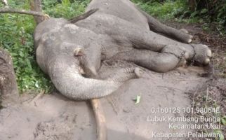 Diduga Diracun, Gajah Sumatra Ditemukan Mati di Riau, Gadingnya Hilang - JPNN.com