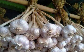 Dirjen Hortikultura Tegaskan Terus Pastikan Layanan RPIH Bawang Putih Sesuai Ketentuan - JPNN.com