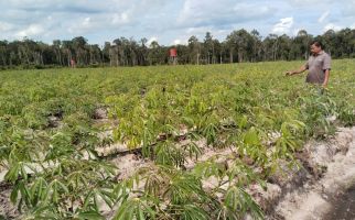 Alhamdulillah, Food Estate Kalteng Berproduksi & Berjalan dengan Baik - JPNN.com