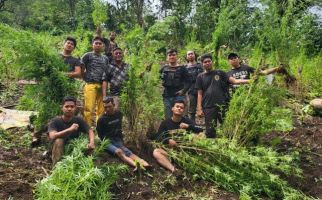 Polisi Temukan 2 Hektare Ladang Ganja di Empat Lawang - JPNN.com