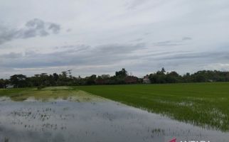 1.400 Hektare Tanaman Padi di Demak Tergenang Banjir - JPNN.com
