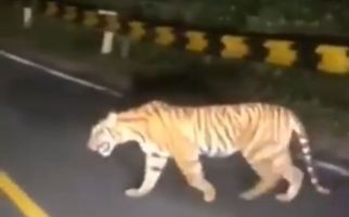 Harimau Sumatra Muncul di Jalan Lintas Barat Krui, BKSDA Bilang Begini - JPNN.com