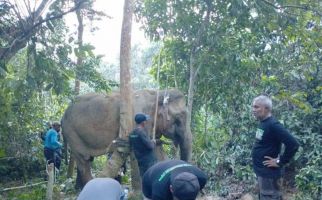 Seekor Gajah Sumatra Ditemukan dalam Kondisi Terluka di Aceh Timur - JPNN.com