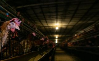 Dua Perusahaan Indonesia Berkomitmen Gunakan Telur Ayam Bebas Kandang Baterai - JPNN.com