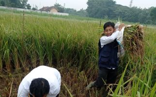 Penyuluh & Petani Buktikan Pertanian Ramah Lingkungan Tingkatkan Produktivitas - JPNN.com