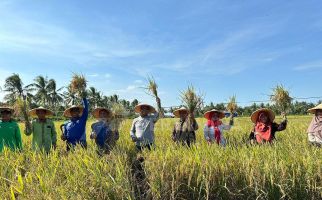 Mantap, Program CSR Pertamina Hulu Mahakam Sukses Hasilkan Panen Raya Padi Organik di Kukar - JPNN.com