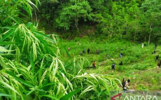 Dari Sini Awal Mula Terbongkarnya 170 Kg Ganja Asal Aceh - JPNN.com