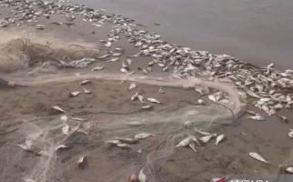 Ini Alasan Nelayan Mukomuko Biarkan Ikan Slengek Berserakan di Pantai - JPNN.com