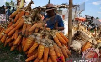 Pemerintah Putuskan HAP Jagung Naik Menjadi Rp 5.000 - JPNN.com