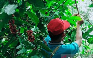 Aksi Pencurian Buah Kopi di Rejang Lebong Meningkat, Petani Diminta Waspada - JPNN.com