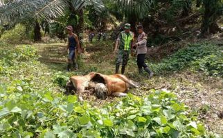 Harimau Sumatra Memangsa Seekor Sapi di Aceh Timur - JPNN.com