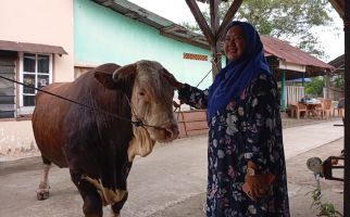 Inilah Sapi Kurban Jokowi untuk Warga Palembang, Namanya Bule, Bobotnya 1,13 Ton - JPNN.com