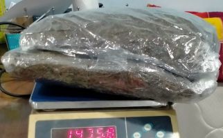 Bea Cukai & BNNP Jateng Ungkap Peredaran Ganja Sebanyak Ini di Salatiga, Ada Tersangka - JPNN.com