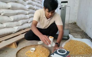 Bulog Sudah Menyerap 52.672 Ton Jagung Petani di NTB - JPNN.com