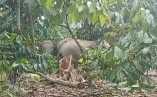 Kawanan Gajah Liar Merusak Kebun Kopi Milik Warga di Lampung Barat - JPNN.com