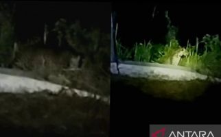 Macan Tutul Dilaporkan Muncul di Kuningan, BKSDA Langsung Lakukan Ini - JPNN.com