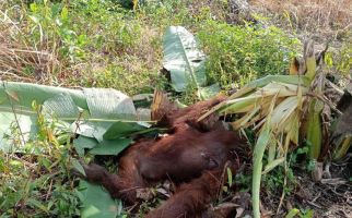 Orangutan Ditemukan Mati di Kayong, Ada Luka di Punggung - JPNN.com